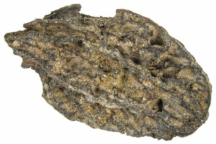 Pliocene Fossil Butternut Tree (Juglans) Nut - France #365381